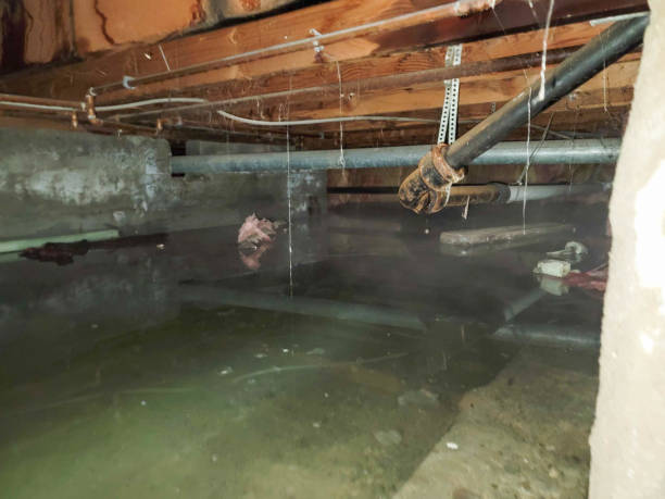 Best Flood damage cleanup  in Woodstock, IL